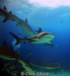 Grey Reef Shark w pilot fish by Dave Difiore 
